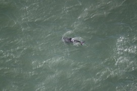 Missing Picture